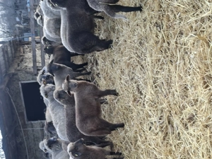 Vand miei 24 kilogramu - imagine 4