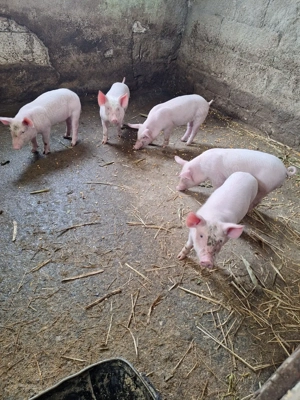 purcei marele alb  - imagine 4