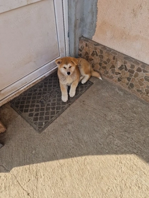 akita inu puii au 2 luni si jumătate!