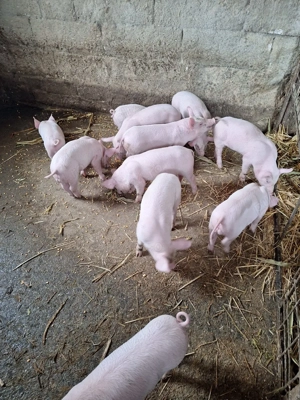 purcei marele alb  - imagine 3