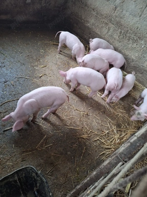 purcei marele alb  - imagine 2