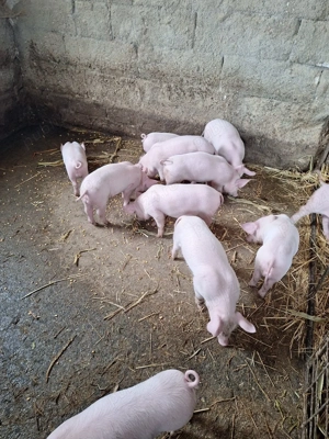 purcei marele alb  - imagine 5