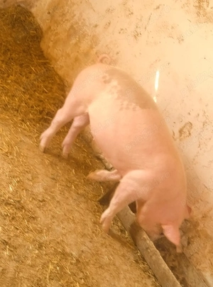 soldan marele alb cu landras 