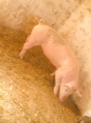 soldan marele alb cu landras  - imagine 3