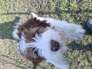 Ciobanesc mioritic - imagine 5