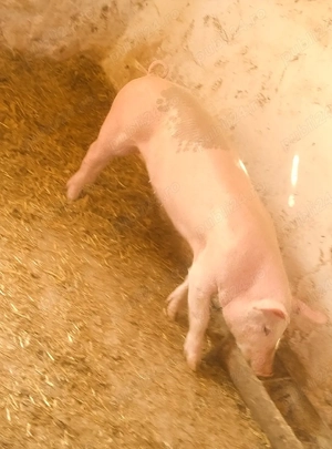 soldan marele alb cu landras  - imagine 2