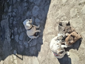 De vânzare căței bishon...diponibil baiat si fata...de 8 săptămâni 