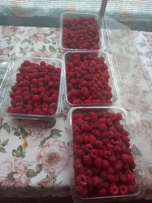 Vând butasi Mure si Zmeur 