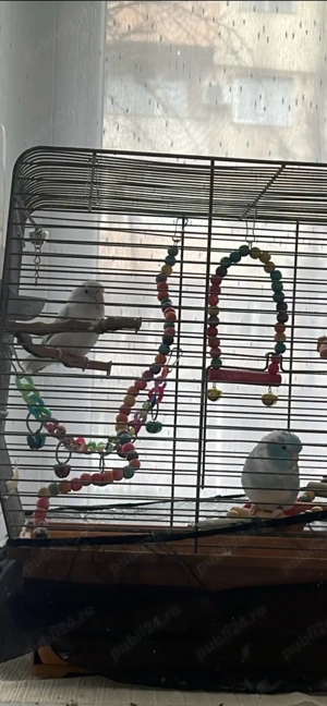 Vand papagali Forpus - imagine 2