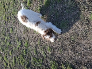 Ciobanesc mioritic - imagine 4