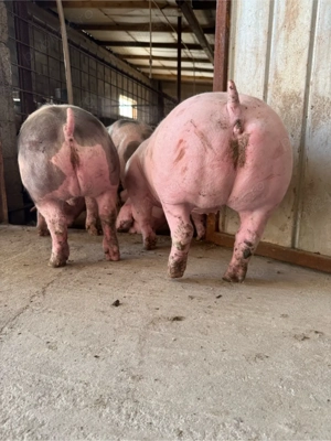 Scrofite pietrain pur - imagine 5