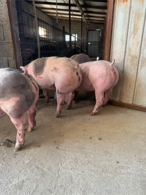 Scrofite pietrain pur - imagine 4