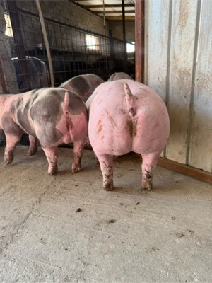 Scrofite pietrain pur - imagine 3