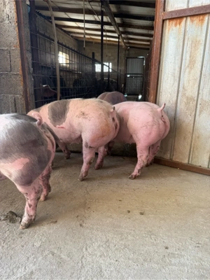 Scrofite pietrain pur - imagine 2