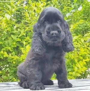 Cocker Spaniel de Vanzare cu Factura,Transport Gratuit,Microcip,Garantie,Hrana Gratuita,Vaccin - imagine 2