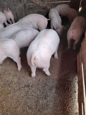 purcei între 15 și 60 kg - imagine 2