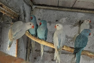 papagali vorbitori si de ornament - imagine 3