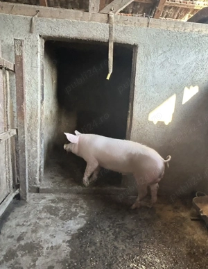 Porc de vânzare  - imagine 2