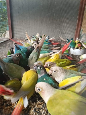 Papagali vorbitori și de ornament - imagine 5