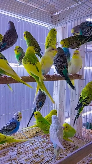 Papagali vorbitori și de ornament - imagine 2