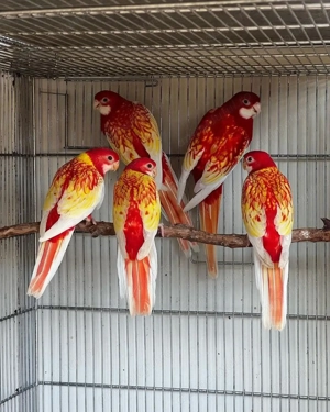 Papagali vorbitori și de ornament - imagine 3