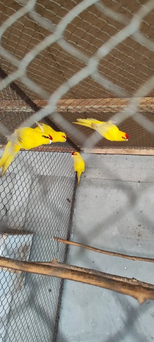 Papagali vorbitori și de ornament - imagine 4