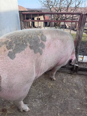 Porc De Vanzare - imagine 3