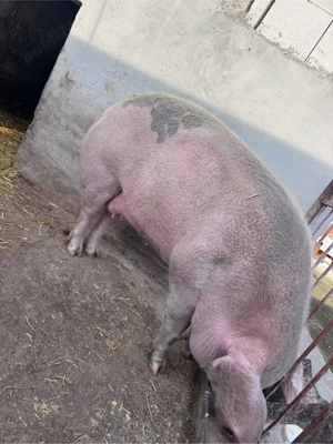 Porc De Vanzare - imagine 2