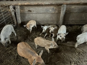 Purcei mangalita intarcati  - imagine 4