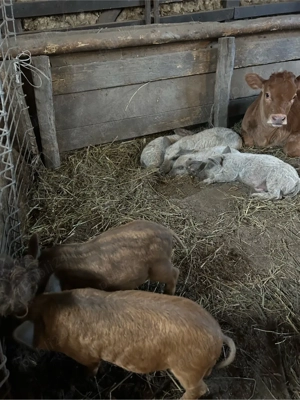 Purcei mangalita intarcati  - imagine 5