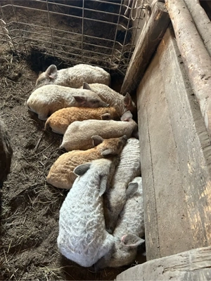 Purcei mangalita intarcati 