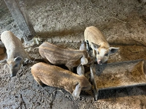 Purcei mangalita intarcati  - imagine 2