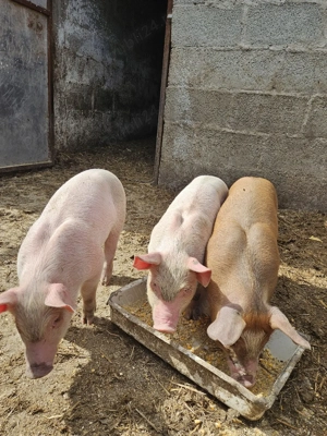 Vand purcei - imagine 2