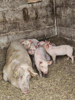 Vand purcei - imagine 3