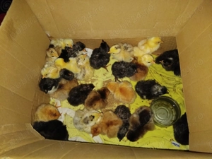 vand pui mixt - imagine 2