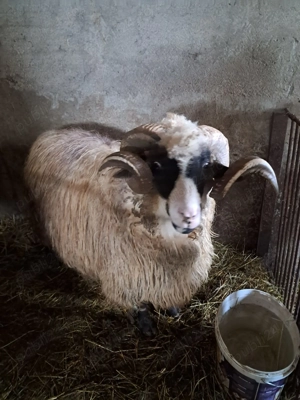 Vând berbec breaz - imagine 3