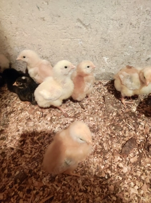 Pui de găină de o saptamana