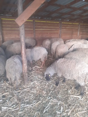 oi de vânzare - imagine 5