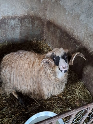 Vând berbec breaz - imagine 4