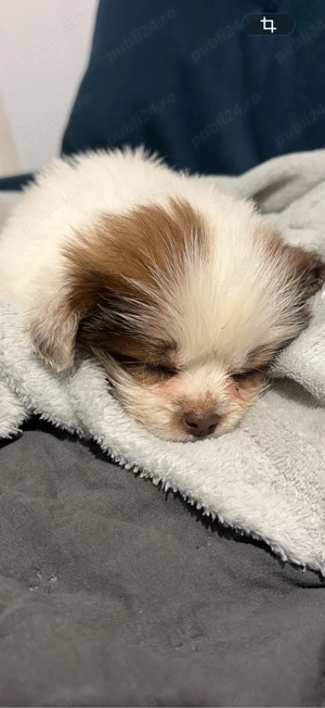 catelusa mica  - imagine 2