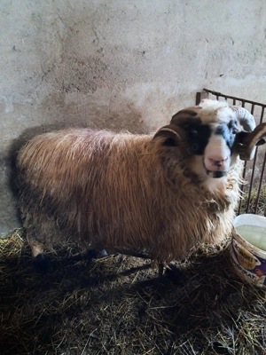 Vând berbec breaz - imagine 5