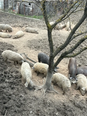 Purcei mangalita , cracasa sau in viu - imagine 3