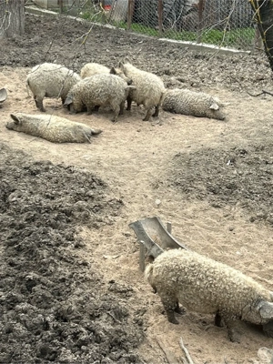 Purcei mangalita , cracasa sau in viu - imagine 4