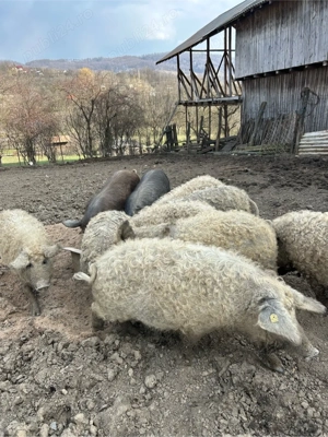 Purcei mangalita , cracasa sau in viu - imagine 2