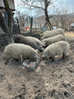 Purcei mangalita , cracasa sau in viu - imagine 5