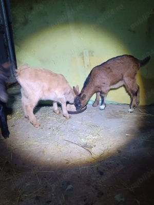 De vânzare un țăpișor si o ieduță - imagine 2