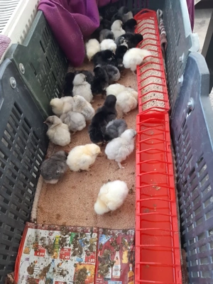 pui găină de 4 zile. - imagine 3