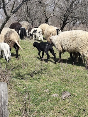 vand oi carabase  - imagine 3