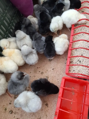 pui găină de 4 zile. - imagine 2