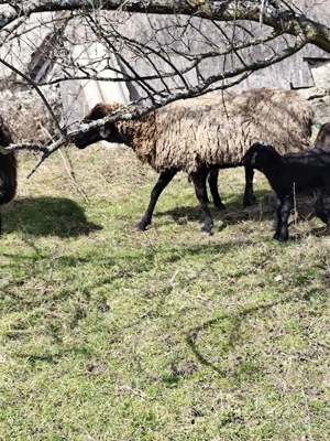 vand oi carabase  - imagine 2